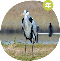 アオサギの画像