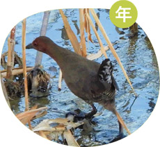 ヒクイナの画像