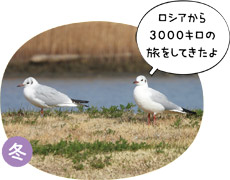 ユリカモメの画像