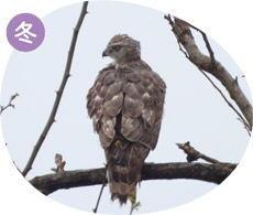 オオタカの画像