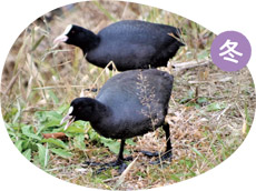 オオバンの画像