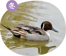 オナガガモ（雄）の画像