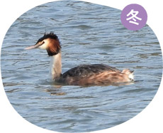 カンムリカイツブリの画像