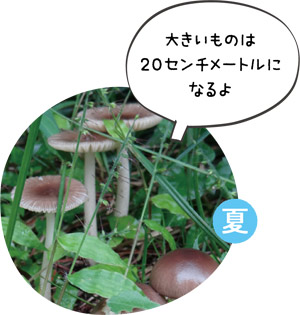 ツルタケの画像