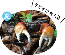 ベンケイガニの画像