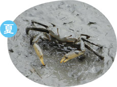 ヤマトオサガニの画像