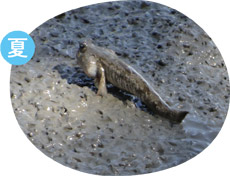 トビハゼの画像