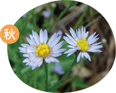 ウラギクの画像