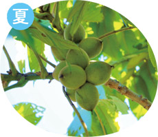 オニグルミの実の画像