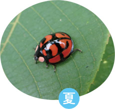 カメノコテントウの画像