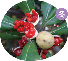 トベラの実の画像