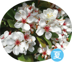 シャリンバイの花の画像