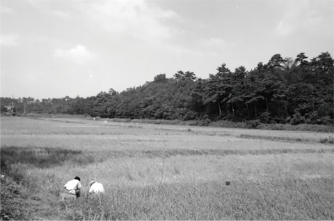 現在のじゅん菜池緑地付近（昭和41年撮影）の画像