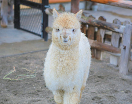 【Facebook】新しい仲間がやってきました［4月6日］の画像