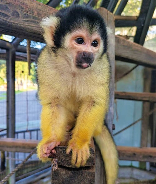 画像：動植物園サル