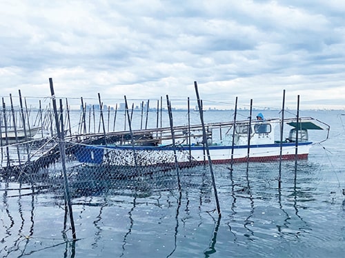 画像：三番瀬はノリ漁も盛んです