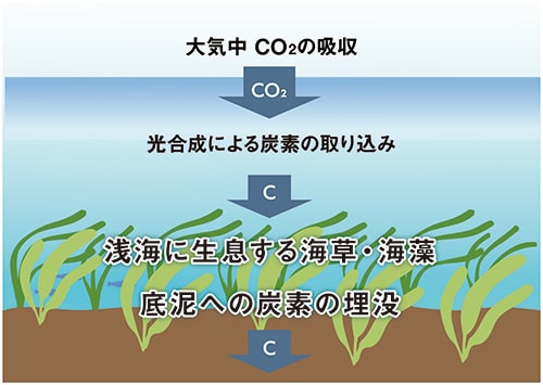 ブルーカーボンに関する取り組み