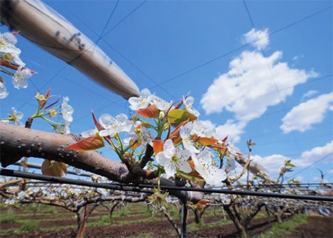 【Instagram】白く美しくかわいらしい！梨の花［4月15日］の画像