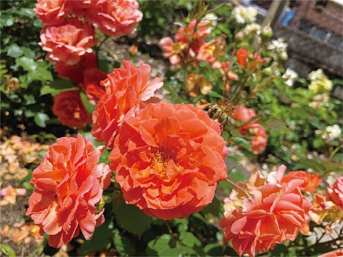 画像：市役所第1庁舎1