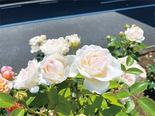 画像：市役所第1庁舎2