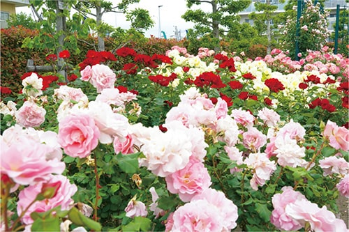 画像：広尾防災公園1