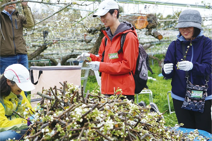 画像：梨の花摘みボランティア「梨花隊（りかたい）」活動中!!