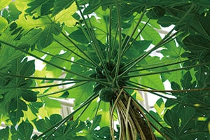 画像：実がなったパパイア