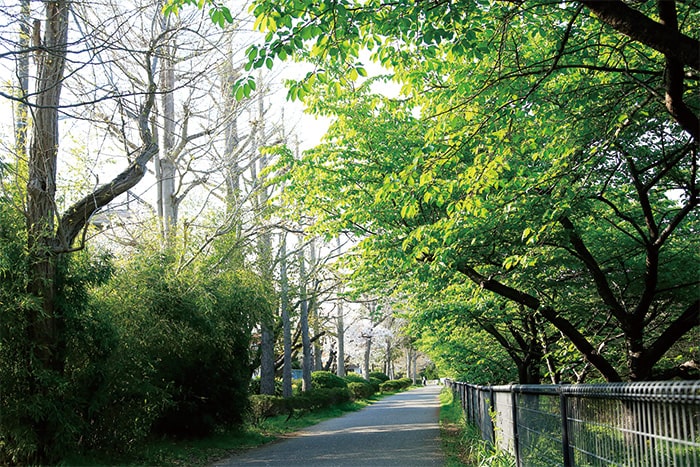 新しい草木が芽吹くの画像