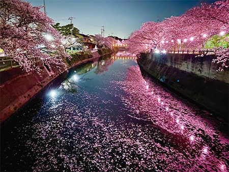 【Instagram】散り際の美学[4月8日]の画像