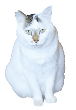 画像：ムタちゃん