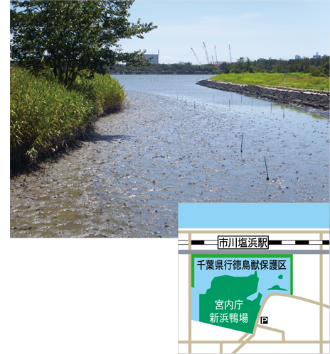 ＜野鳥の楽園＞行徳近郊緑地