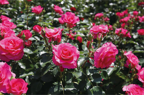 【Facebook】バラの季節到来［5月11日］の画像