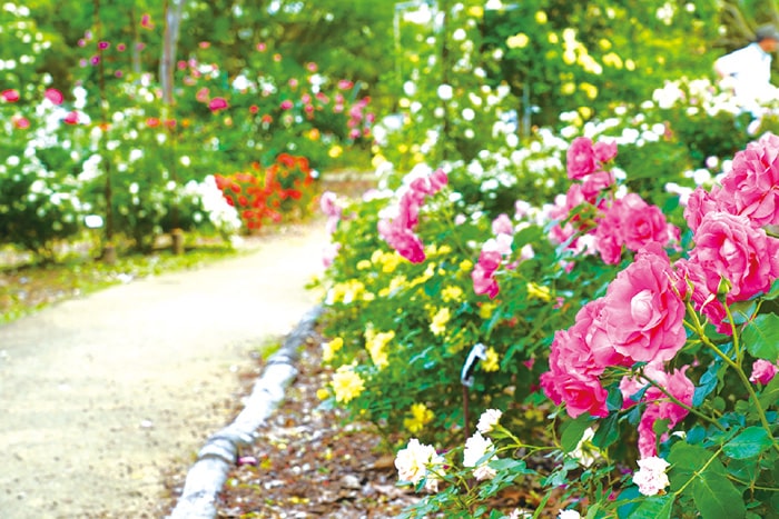 画像：市内各所が色鮮やかに