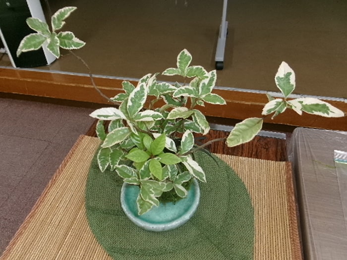 画像：苔（こけ）玉作り講座