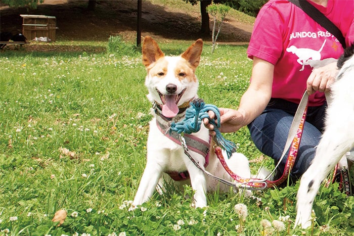 ベルちゃん　メス2歳の画像