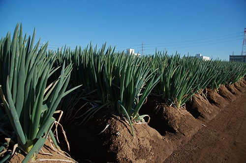 副菜で食べたい農作物の画像2