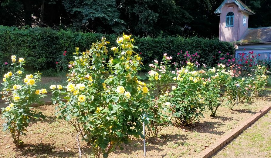写真：バラ園中央西側花壇の写真