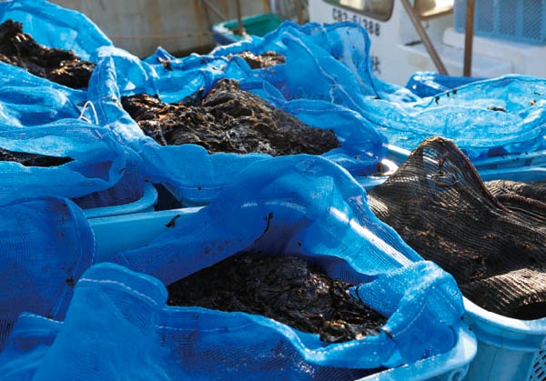 市川で水揚げされたノリの画像