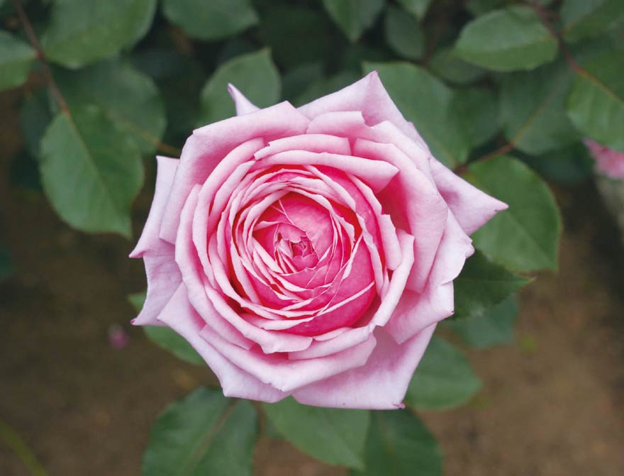 【Twitter】バラが市内を良い香りに包みました［5月12日］の画像