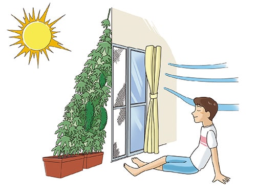 イラスト：グリーンカーテン