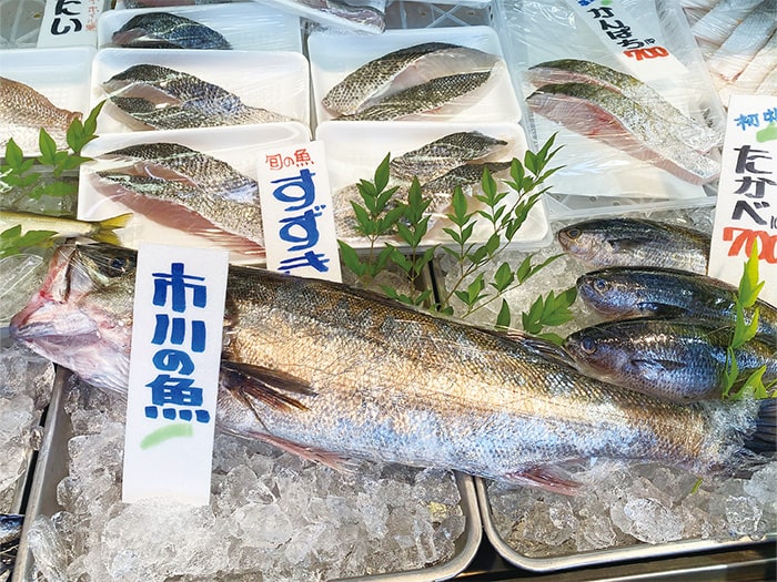 画像：市川産江戸前高級魚 スズキの販売