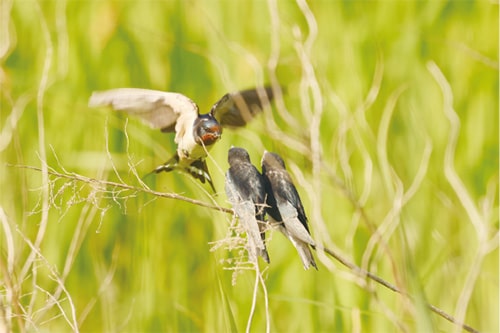 画像：ツバメのおやこ