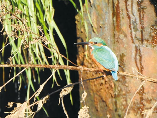 画像：カワセミ