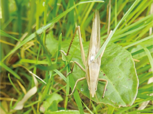 画像：クビキリギス