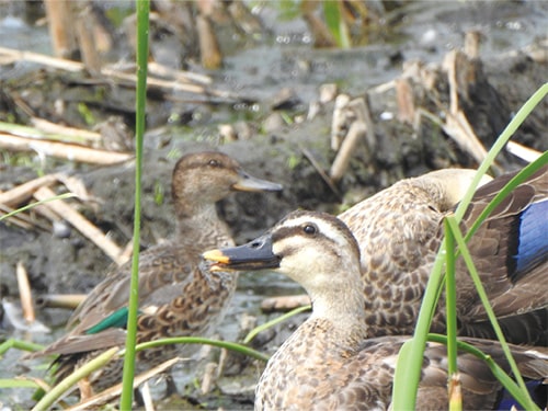 画像：カルガモ