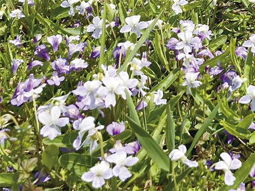 画像：アリアケスミレ