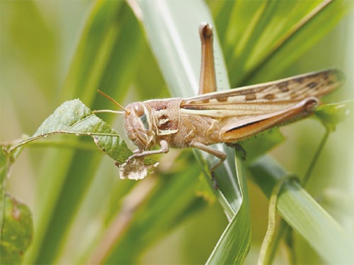 画像：ツチイナゴ