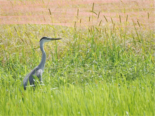 画像：アオサギ