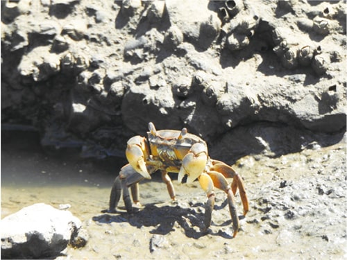 画像：アシハラガニ