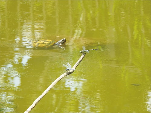 画像：（上）ウチワヤンマ、（下）コフキトンボ